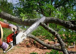 Trusted Hammond, LA  Tree Services Experts