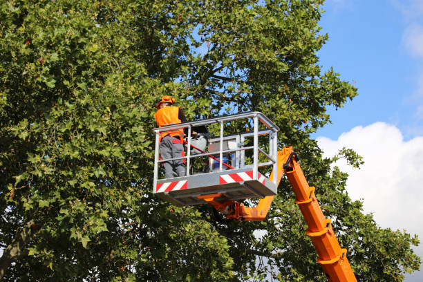 Mulching Services in Hammond, LA